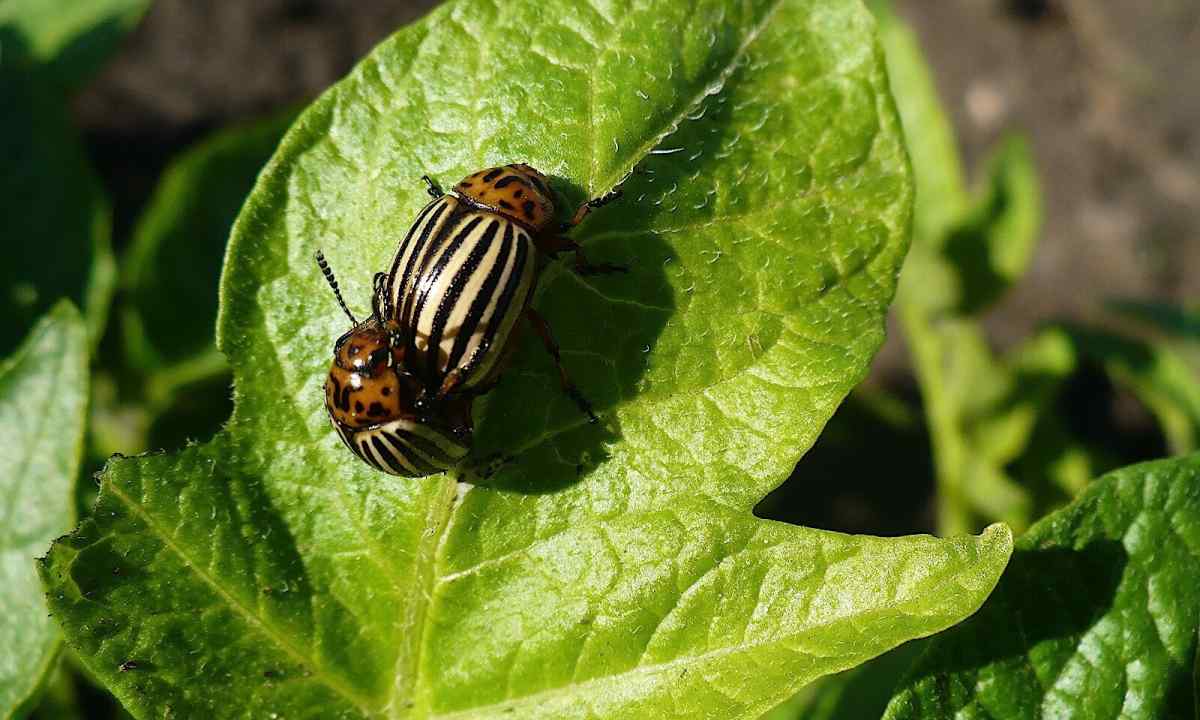 Fight against Colorado beetle on potatoes