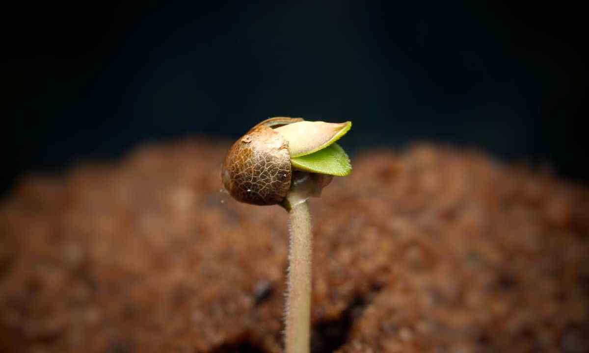 How to stratify (to cool) seeds for amicable germination