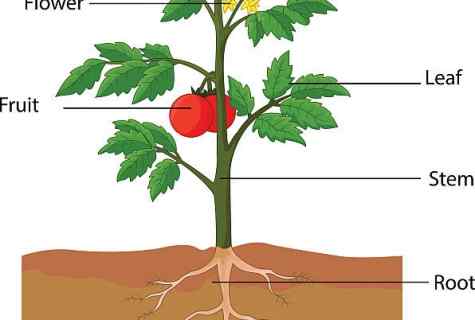 Whether there is sense to plant tomatoes headfirst?