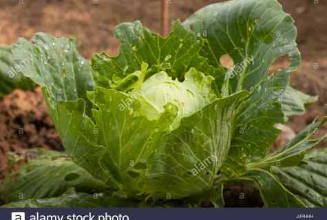 How to save cabbage from caterpillars