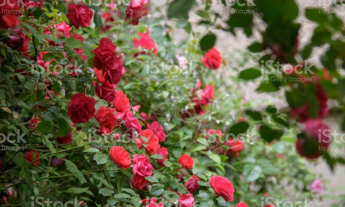Than to feed up roses in the spring for magnificent blossoming in garden
