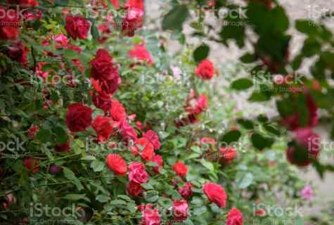 Than to feed up roses in the spring for magnificent blossoming in garden
