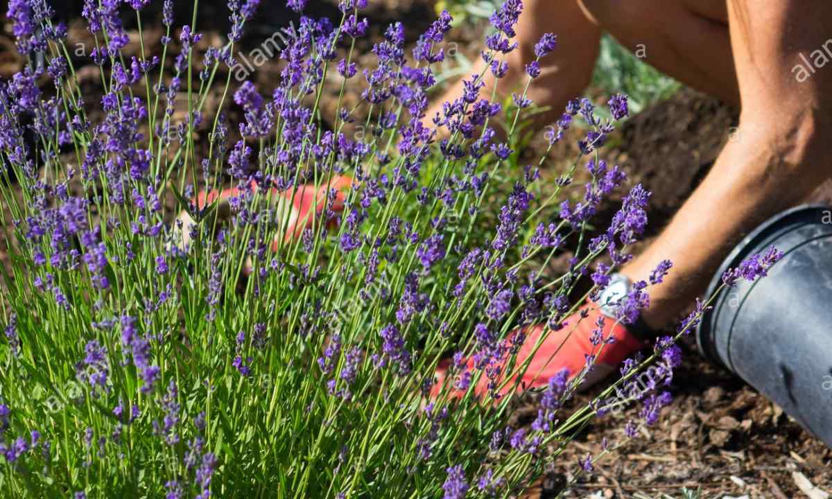 How to grow up lavender at the dacha