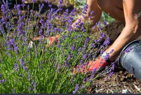 How to grow up lavender at the dacha
