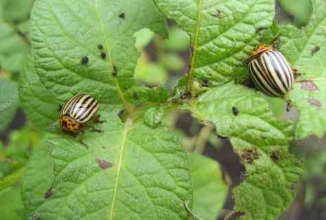 How to struggle with Colorado beetle on personal plot