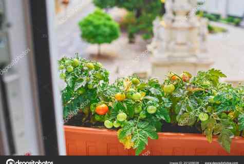 How just to grow up cherry tomatoes on windowsill