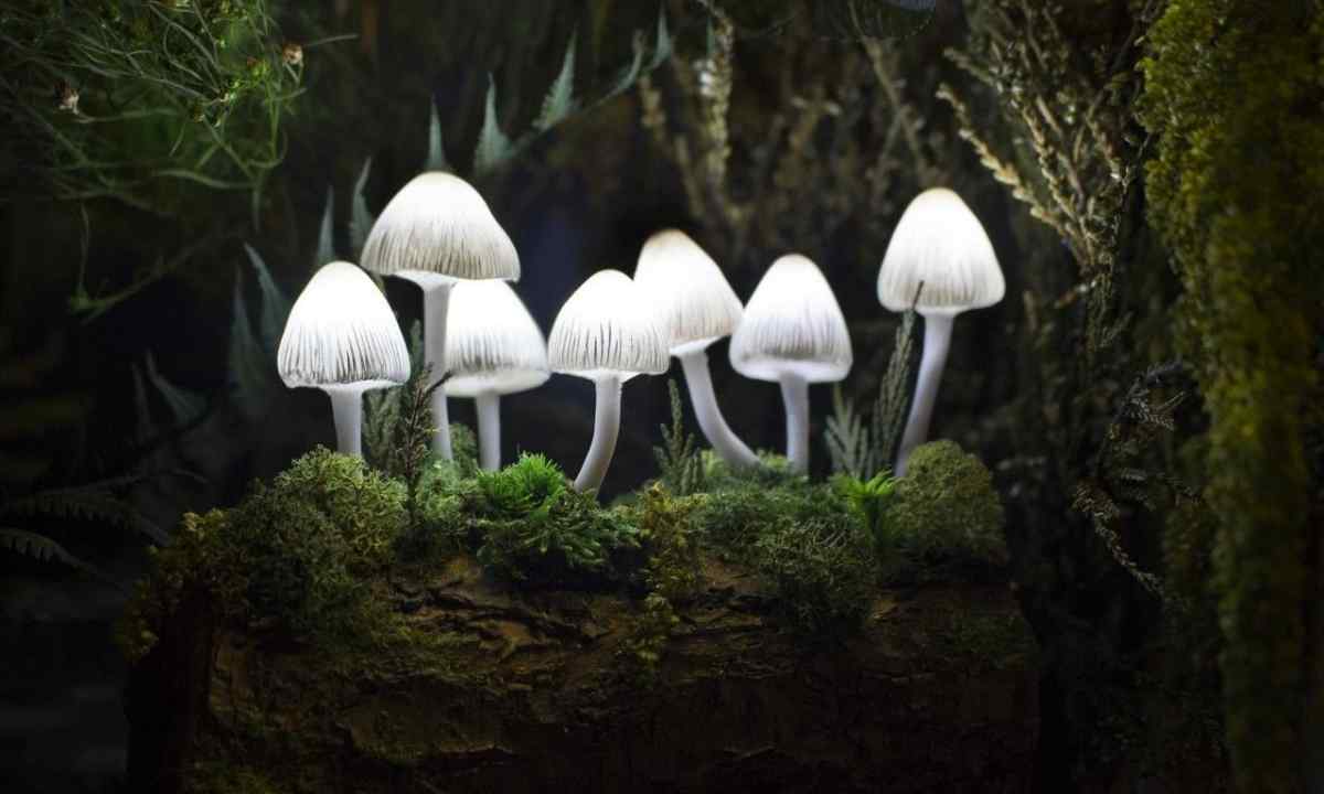 How to grow up tubular mushrooms of the house
