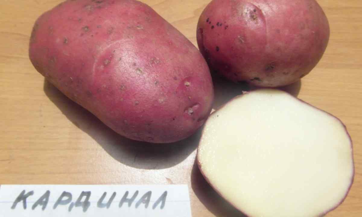 Red Scarlet: characteristic, description and cultivation of grade of potatoes