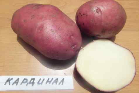 Red Scarlet: characteristic, description and cultivation of grade of potatoes