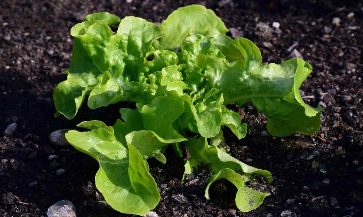 How to grow up lettuce leaves