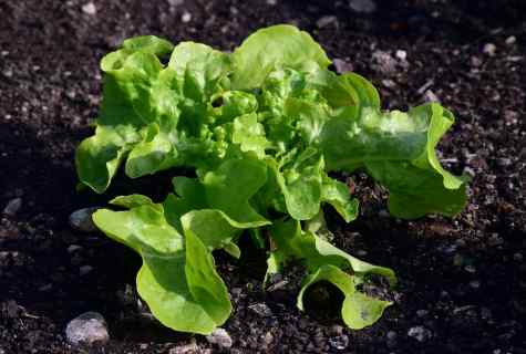 How to grow up lettuce leaves