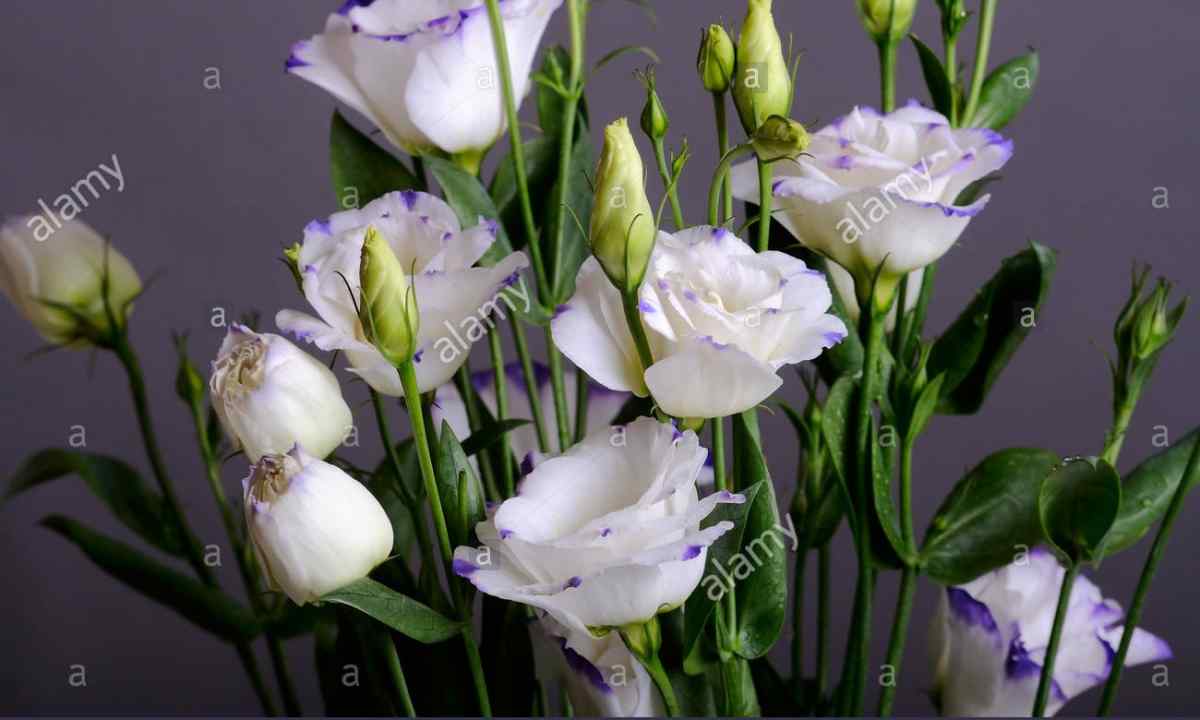 Eustoma: cultivation from seeds and leaving