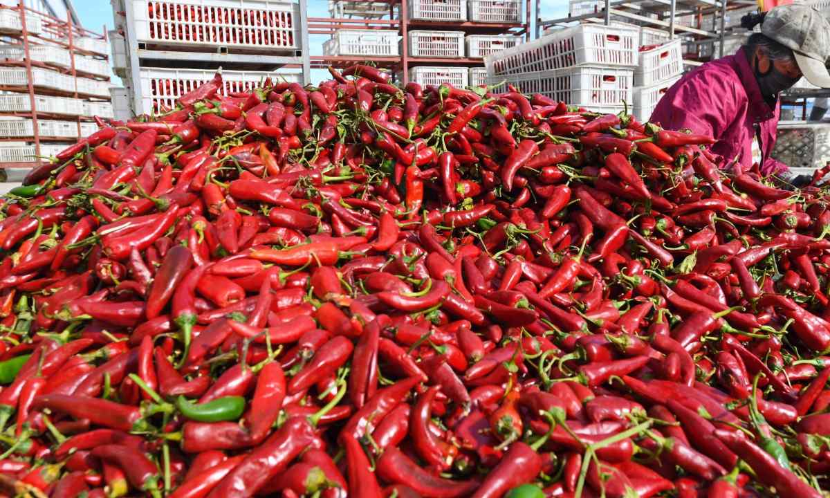 How to increase harvest of pepper in August