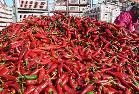 How to increase harvest of pepper in August