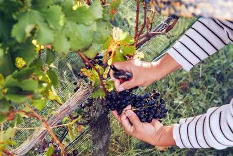 How to make vineyard ready for the winter