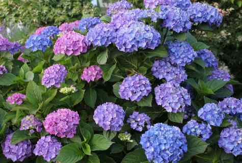 How to prepare hydrangea for cold weather