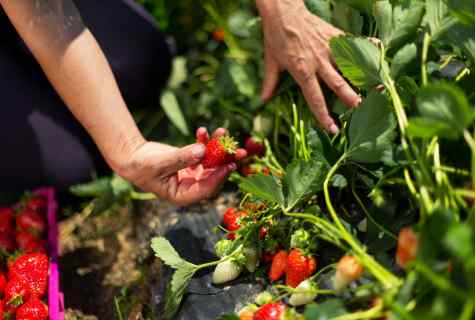 How to receive big harvest of strawberry