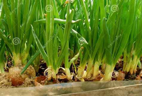 How to grow up onions in the greenhouse