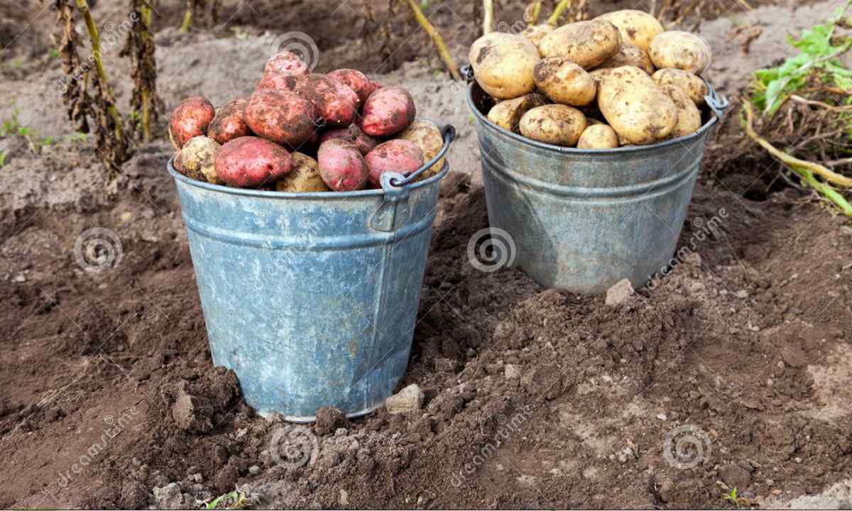 How to grow up potatoes at the dacha