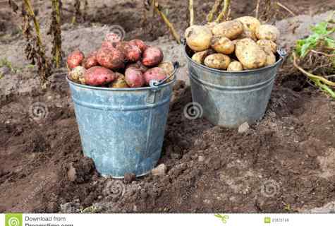 How to grow up potatoes at the dacha