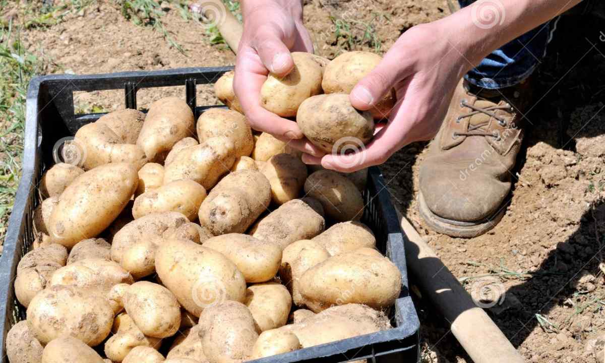 Landing of potato: how to receive harvest