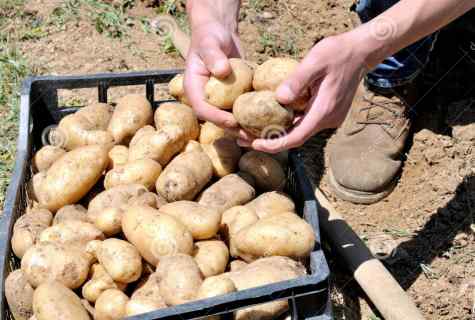 Landing of potato: how to receive harvest