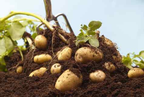 How to grow up potatoes