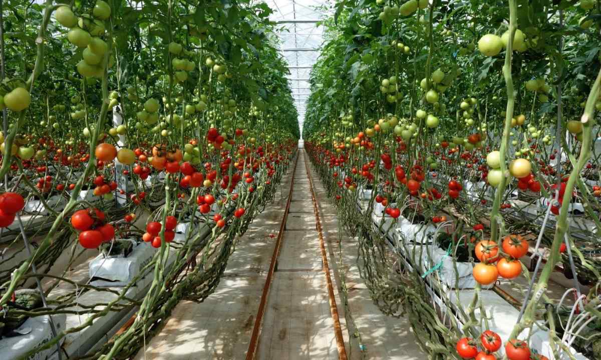 As it is necessary to plant tomatoes to the greenhouse