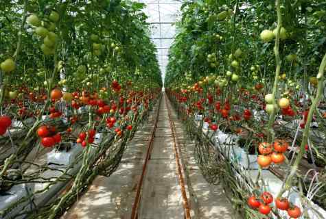As it is necessary to plant tomatoes to the greenhouse