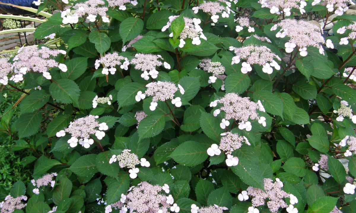 Why the hydrangea does not grow