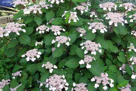 Why the hydrangea does not grow