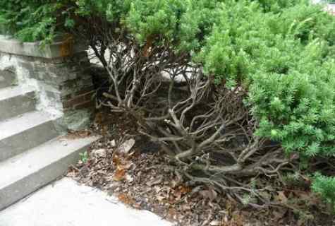 How to grow up veygela bushes on the site