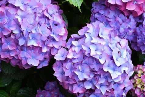 How to look after hydrangea