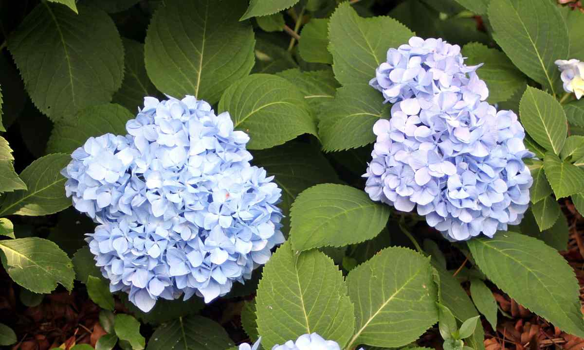 How to grow up hydrangea on personal plot