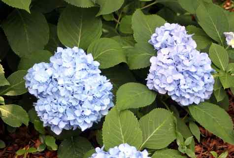 How to grow up hydrangea on personal plot