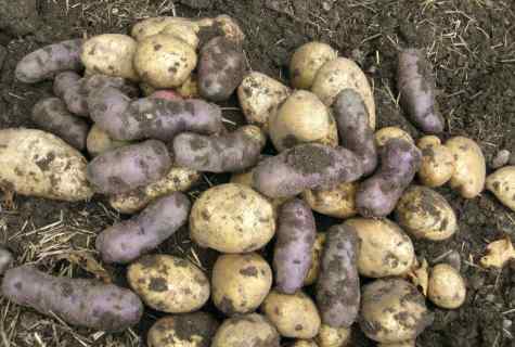 How to grow up potatoes harvest