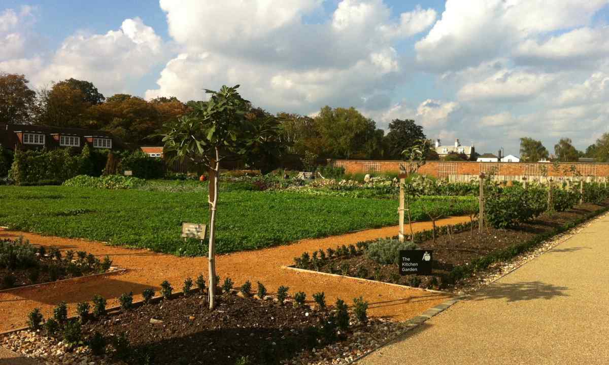 Kitchen garden without redigging - it is real?