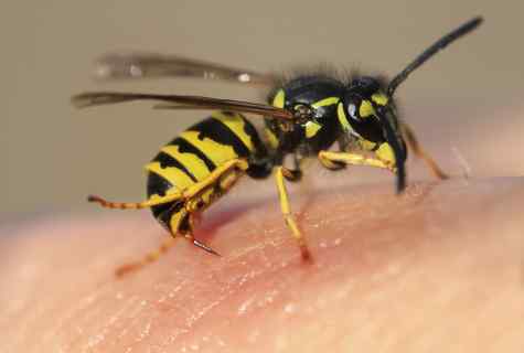 How to collect bee sting