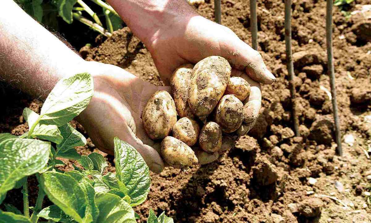 As it is correct to plant potatoes to receive big crop