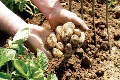 As it is correct to plant potatoes to receive big crop