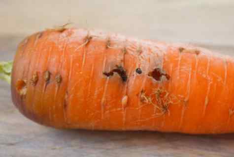 How to struggle with carrot fly on kitchen garden