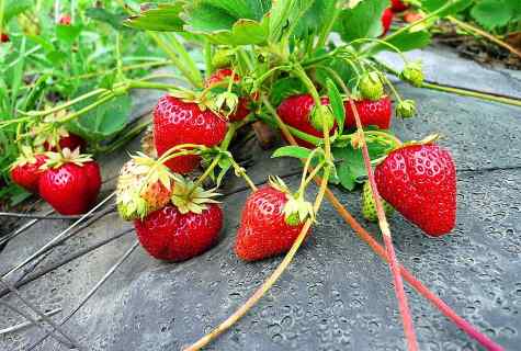 How to look after garden wild strawberry