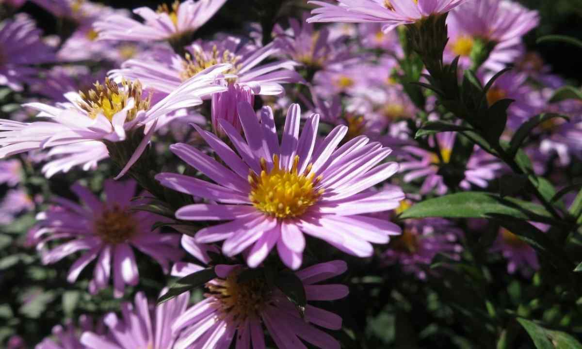 How to grow up magnificent asters