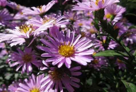 How to grow up magnificent asters