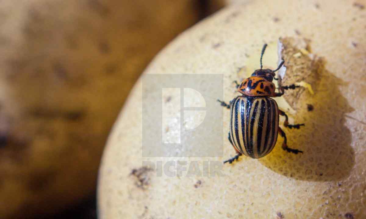 How to struggle with Colorado beetle on potatoes