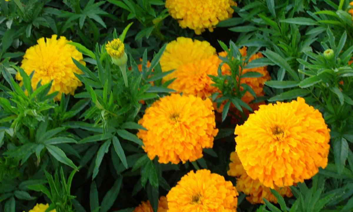 Marigold: conditions of cultivation and leaving