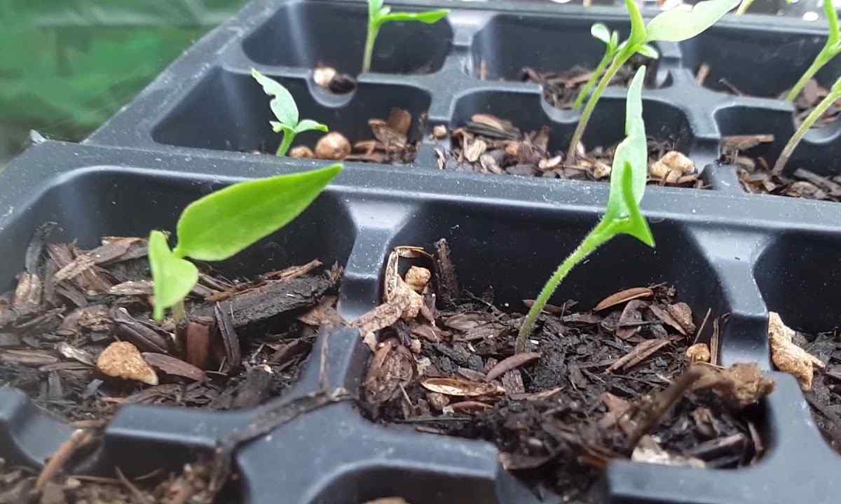 How to prevent pulling of seedling