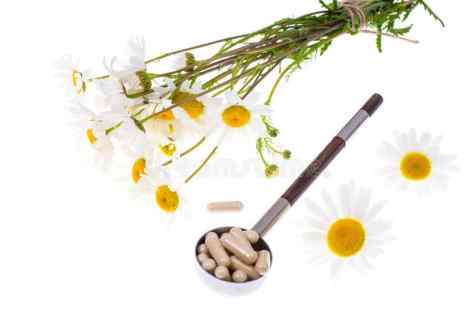 How to grow up camomile pharmaceutical