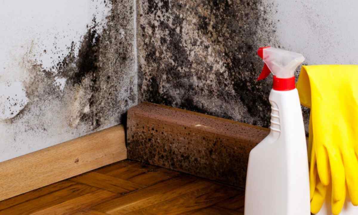 How to get rid of mold in pots
