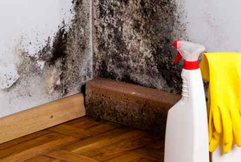 How to get rid of mold in pots